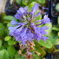 Wulfenia baldaccii 